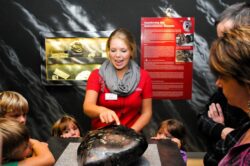 Eine Dame, ein Guide, zeigt im Granatmuseum im Radenthein auf einen Granatstein.